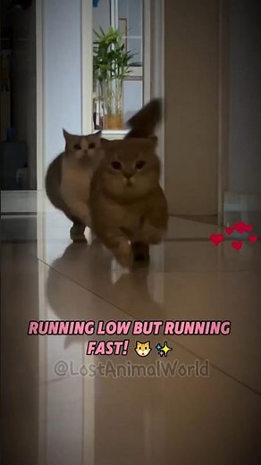 How Cute Munchkin Cats Running Fast With Short Legs! #cute #Funny #shorts