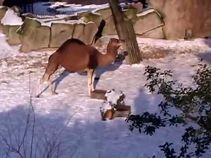 Dromedary Camel In The Snow @ Zoo Antwerp