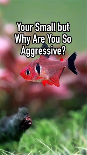 9.2K views · 69 reactions | Serpae tetras: tiny darting bullets with a Napoleon complex—aggressive, fin-nipping chaos machines… basically the red-bellied piranha’s polite, slightly smaller cousin. | Albert's Guppy Adventure | Facebook