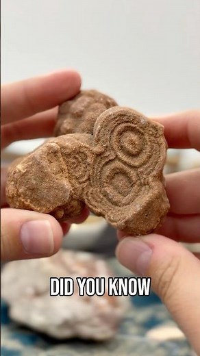 Oldest Fossils Ever: Stromatolites' Insane 3-Billion-Year-Old History!