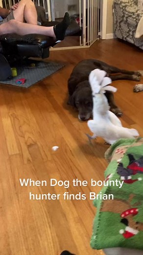 2.3M views · 29K reactions | #cockatoo #birds #PringlesCanHands #TalkingTree #buster #subtitles #cockatoo #parrotsofinstagram #parrots #birds #parrot #bird #macaw #birdsofinstagram #cockatiel | Busterrthecockatoo | Facebook