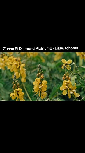 Zuchu Ft Diamond Platnumz - Litawachoma Challenge | WCB Wasafi