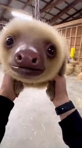 Sloth swing therapy? 😱🐒 This guy’s got his chill buddy on a whirlwind ride—sloth’s “WTF” stare is EVERYTHING! Who’s your spirit animal for chaos? Tag ‘em 😂 #SlothSwing #AnimalAdventures #ViralSloth #ChillVibesOnly #WildlifeWTF | Dan Pirchner