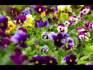 How To Grow Pansy And Viola Flowers From Seed-Episode 1