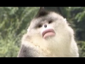 Black Snub Nosed Monkeys Live Like Kings of Forest in SW China