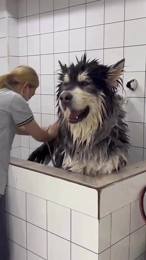 Wow! That is a huge dog! Alaskan Malamutes are a beautiful breed, know... | alaskan malamute