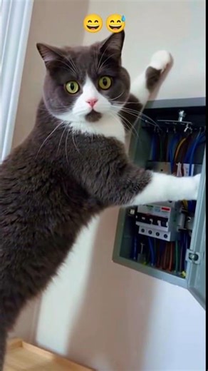 cat shocked after being electrocuted | #cat #funnycats #cutecat