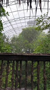 Aviary diguyur hujan #dehakimsaviary #irfanhakim | DeHakims Aviary