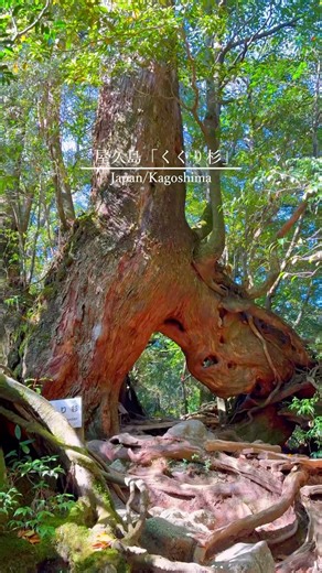 🇯🇵Japan! Spectacular views of Yakushima, Kagoshima Prefecture!
