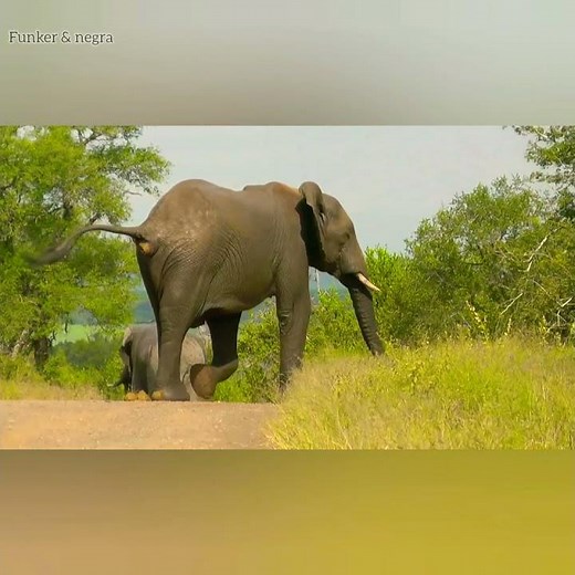 elefante defecando, impresionante ( defecating elephant, impressive )elefante fazendo cocô #shorts