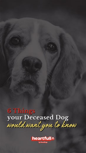 🌈🐾 6 Things Your Deceased Dog Would Want You to Know 💔✨ A heartfelt reminder from beyond the rainbow bridge. 🐕❤️ Hold onto the love, cherish the memories, and know they're always with you. 🌟 | iHeartDogs