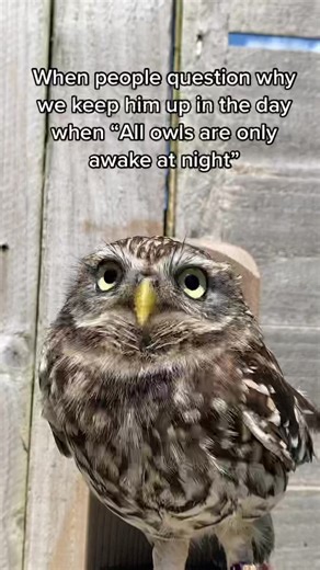 Owl Sleeping Habits Revealed