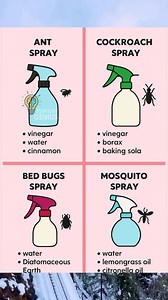 DIY bug sprays that actually work — gentle on you, tough on pests! 🐜 Ants: Vinegar water cinnamon = instant repellant. 🪳 Cockroaches: Vinegar borax baking soda. 🪲 Bed Bugs: Diatomaceous earth water. 🦟 Mosquitos: Lemongrass oil citronella oil water. Simple, affordable, and 100% natural. 🌿 #BugRepellent #NaturalLiving #HomeHacks #ChemicalFreeHome #DIYRemedies #EverydayGenius #FBLifestyle | Everyday Genius