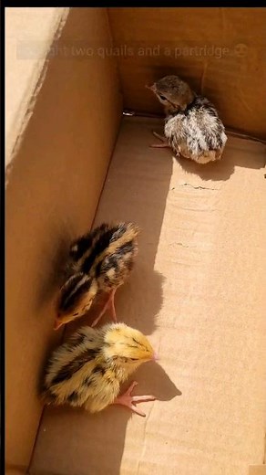 Buying quail and partridge from the pet street market #quail #partridge