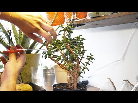HOW TO PRUNE AN OVERGROWN JADE 🌿