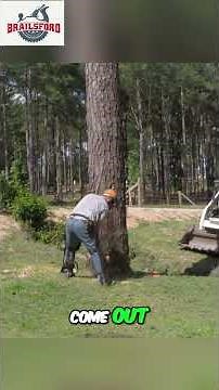 Felling a Giant Tree with Stihl MS 400!