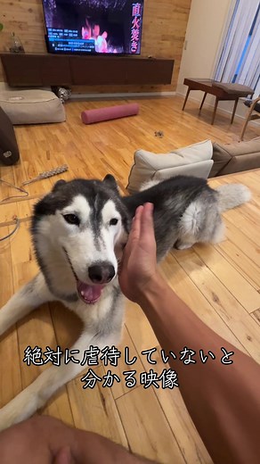 シベリアンハスキーが絶対に虐待されていないと分かる可愛い映像