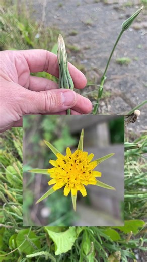 Discovering Goat's-Beard Plants by Roadsides