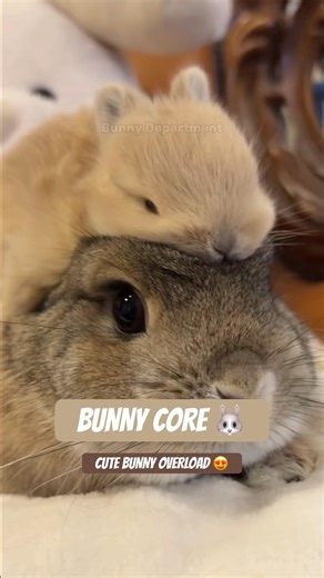 Bunny Core 🐰 | The Cutest Bunny Moments Today