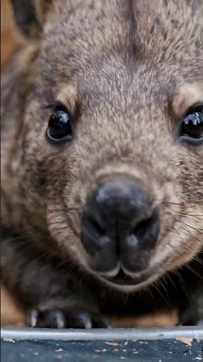 Close-Up Portrait of a Wombat – Intimate Look into the Eyes of an Australian Native