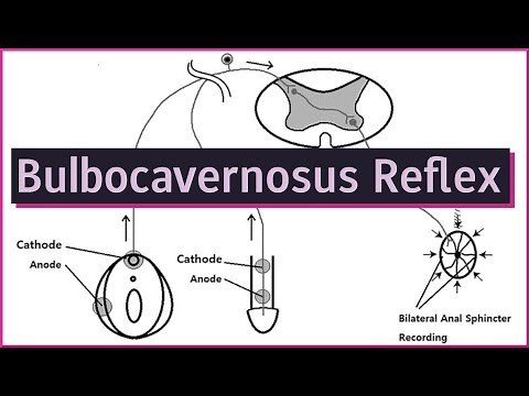Bulbocavernosus Reflex | Spinal Shock & Spinal Cord Injuries