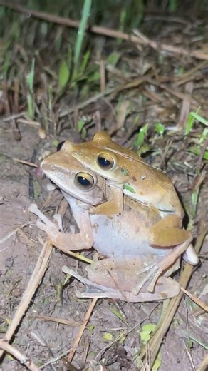 Interesting Lizard Catching, Funny Jumping Frog Catching