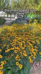 5.5K views · 99 reactions |  The bright, cheery blooms of...