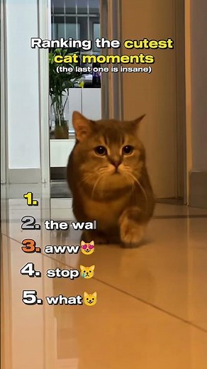 Top 5 Cutest Cat Moments The Last One Is So Cute!🥰