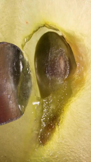 Grape seed pulling 🔍👌 #closeup