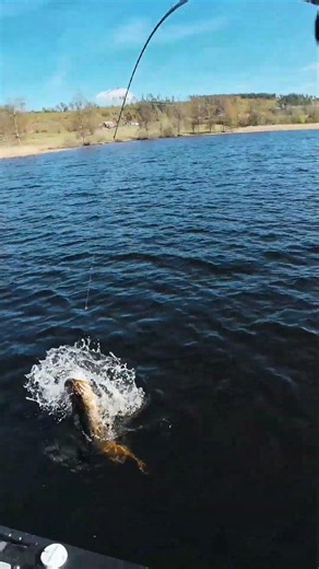 BIG Pike Crushes the Glide Roach 💥 #pike #fishing