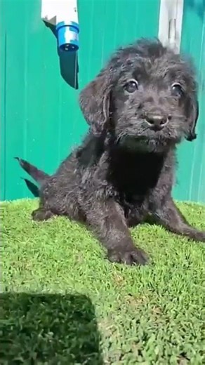 Labradoodle Negro: Inteligencia y manto hipoalergénico 🧬✨