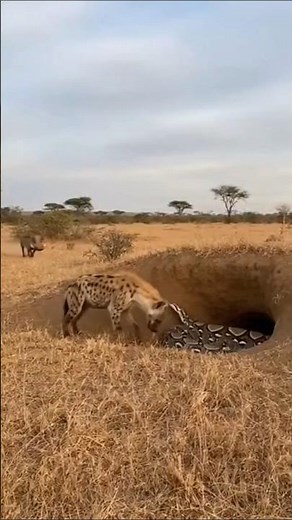 Warthog RAMS Hyena Straight Into a Python Ambush! 🐗🐍💥