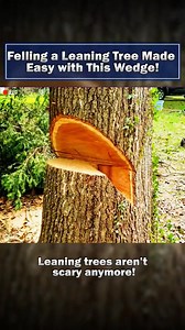 Felling a Leaning Tree Made Easy with This Wedge | Ruimfor