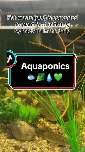 Aquaponics: A Sustainable Science Exhibition Model