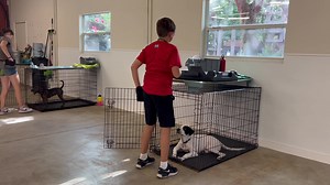 Jackson & Scruffy Scruffy is available for adoption through Polk County Bully Project. Profiles will be found here by the end of the day: Www.campdoglando.com | Doglando