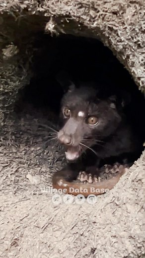 118K views · 5.7K reactions | 50 ஆயிரம் மதிப்புள்ள பூனை கக்கா காபி  Bali luwak coffee Most Expensive Coffee in the World @immanuelholidays #villagedatabase #bali #baliindonesia #balitrip #luwuk #luwakwhitekoffie #luwakcoffee | Village Database | Facebook