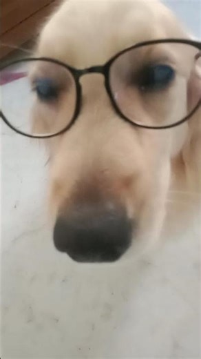 smart pixie #puppy #goldenretreiver #specs #dog