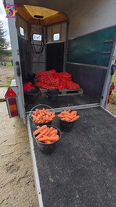 Distribution de 🥕 🥕 🥕 🥕 | Poneys Shetland - Elevage de Caux