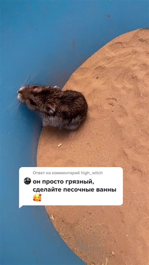 Ответ пользователю @high_witch #хомяк #джунгарик #джунгарскийхомяк #джунгарики