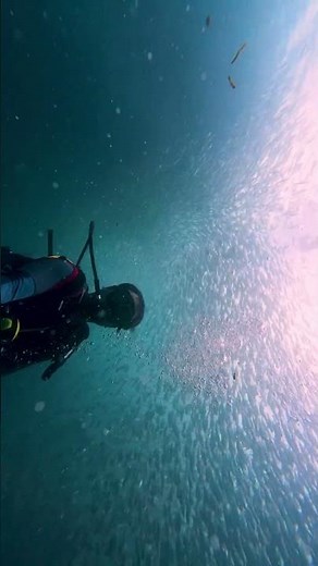 Mesmerizing Moalboal Sardine Run – A Scuba Diver’s Dream 🌊🐟