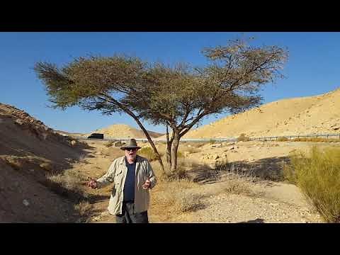 Acacia Tree known in Hebrew as Shittah