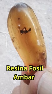 Resina Fosil Ambar con una Hormiga de Millones de Años 🐜🌲 #tesorosleyendasomentiras | Tesoros Leyendas o Mentiras
