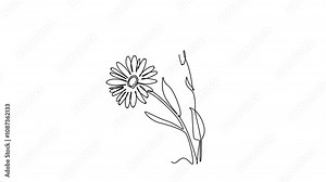 Animated self drawing of continuous line draw of beauty fresh calendula for home wall decoration poster. Printable decorative marigold flower for greeting card ornament. Full length one line animation