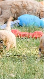 TOY Cavoodle Puppies For Sale Melbourne, AVAILABLE NOW! For more information please visit https://chevromist.com.au/toy-cavoodle-puppies-for-sale/ Victorian Minister Approved Kennels Over 30 years experience. Domestic Animal Business Permit No: 121/2020/13876 Melton City Council Source Number: BR109724 #cavoodle #cavapoo #cavoodlesofmelbourne #cavoodlegram #dogsofinsta #dogsofinstagram #cavoodlesofinstagram #puppy #puppiesofinsta #puppiesofinstagram #cavoodlepuppy #cavoodlelife #cavoodles | Chev