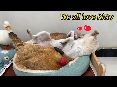 Unbelievable! The hen, duck, puppy, and rabbit all love Kitty! What a happy family.So funny and cute