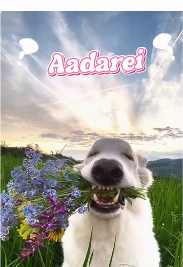 Aadarei aadarei kiyannako lanvela 😚🥰 #funny #dogdance #commedy #dogfunny #foryou
