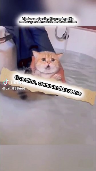 😺 Mimi's Bath Time: Crying for Help! #FamilyLove #Caturday #CatLover