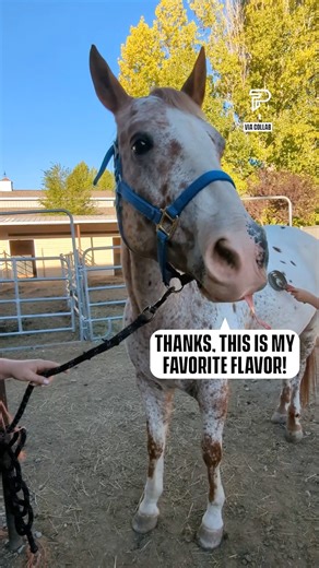 Look at the candy flapping around! 🤣 | Pubity