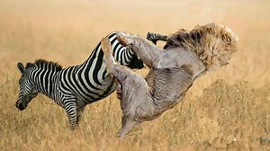 Lucky Zebra survived from lion attack after a long fight Watch Full video at: https://goo.gl/Cu7TV4 | Wild Animal World