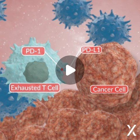 Bioscience & Biotech Education on Instagram: "Programmed death-ligand 1 (PD-L1), a transmembrane protein expressed on tumor cells can help them escape the immune response. Through the PD-L1 expressed on the cell surface, the tumor cells bind to the PD1 receptor on the T cells, to inactivate them."